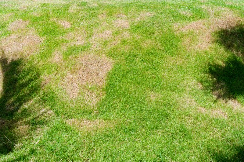 Lawn Disease Treatment