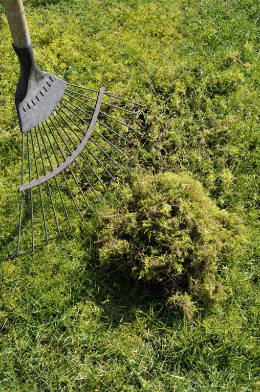 Lawn Moss Control