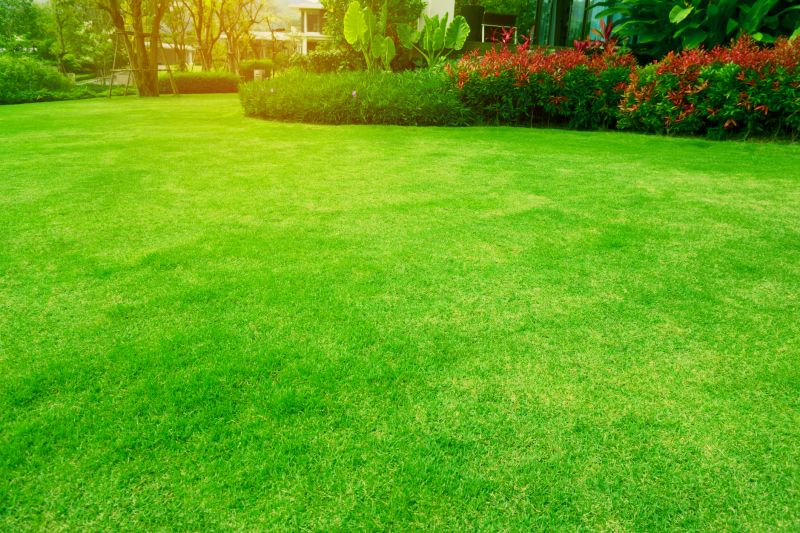 Healthy Lawn After Treatment