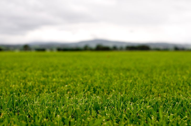 Healthy Green Lawn