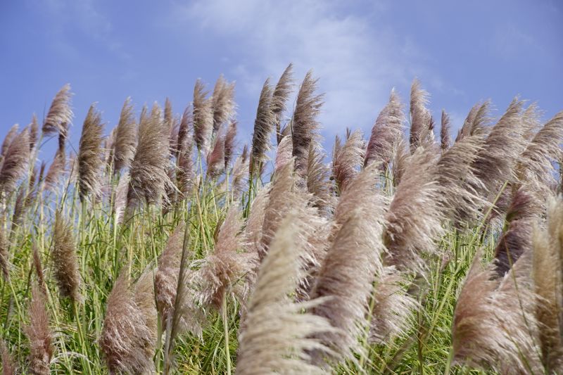 Pampas Grass Control